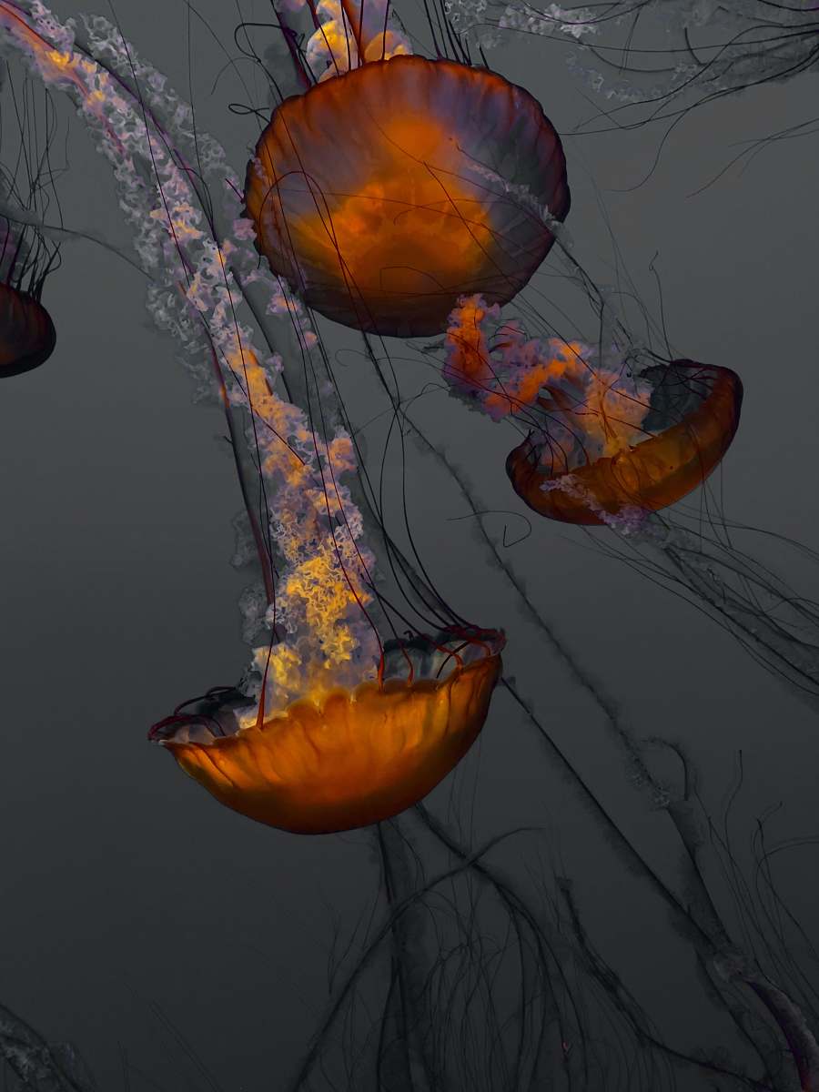 sea life jellyfish illustration 886 cannery row